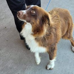 PRISCY - Australian Shepherd