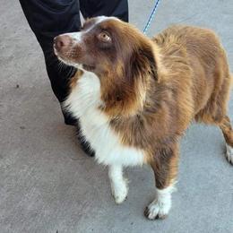 PRISCY - Australian Shepherd