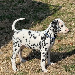 Blue - Male - Dalmatian puppy from Splendid Spots Dalmatians