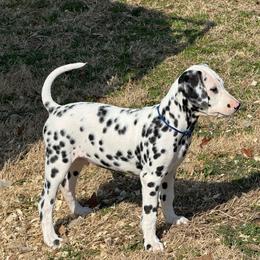 Blue - Male - Dalmatian puppy from Splendid Spots Dalmatians