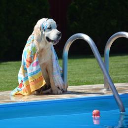 Golden Retriever Puppies from OC Goldens