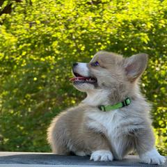 Green and orange collar boys - Red male Pembroke Welsh Corgi puppy in Glenwood, Minnesota from Minnewaska Corgi Co