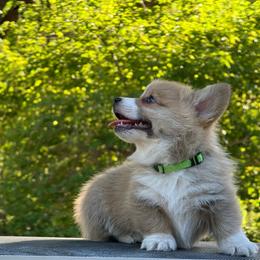Green and orange collar boys - Red male Pembroke Welsh Corgi puppy in Glenwood, Minnesota from Minnewaska Corgi Co