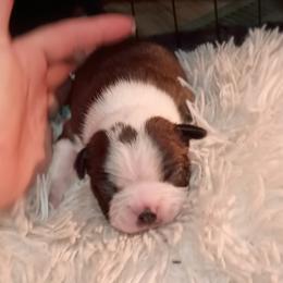 Boston Terrier and French Bulldog Puppies from Reds Studio