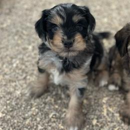 Tahoe - Merle male Schnoodle puppy in Placerville, California from Rpuppies
