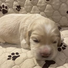 Cocker Spaniel Puppies from Cocker Eclipse In Home Kennel