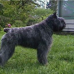 Bouvier des Flandres All Grown Up from Tomten Bouviers