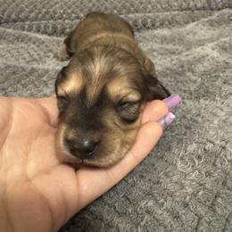 Charles - Cream male Dachshund puppy in Avinger, Texas from Lone Star Longhair Dachshunds