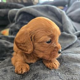 Boy 1 - Red male Cavapoo puppy in Knoxville, Tennessee from Shannan's Cavapoos