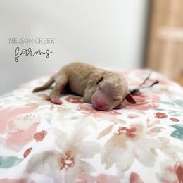 Charm - Apricot female Maltipoo puppy in Huntsville, Texas from Nelson Creek Farms