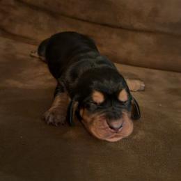 Rose - Black tan and white female Basset Hound puppy in Letcher, Kentucky from Hackers Appalachian Basset Hounds