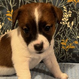 Girl 2 - Jack Russell Terrier puppy from Maestro Jacks