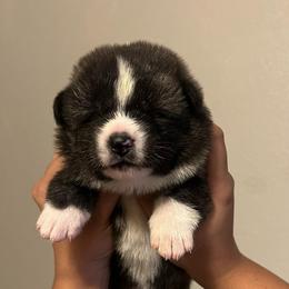 Daki go Winmont - Brindle female Japanese Akitainu puppy in Copperas Cove, Texas from Winmont Akitas