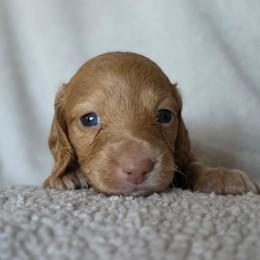 Blondie - Red female Dachshund puppy in Lady Lake, Florida from K Rae's Dachshunds