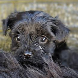 Franklin - Black and tan male Yorkshire Terrier puppy in Vancouver, Washington from Yorkastle Kennels