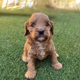 Nala - Red female Cavapoo puppy in Central, Arizona from Desert Valley Doodles