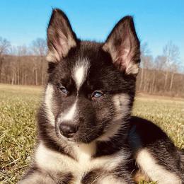 Siberian Huskies from Stone Ridge Huskies