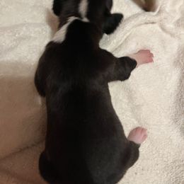 Boxer Puppies from Teressa's Boxers