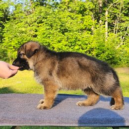 Boy 5 - male German Shepherd puppy in White Cloud, Michigan from Von WestLynn German Shepherds