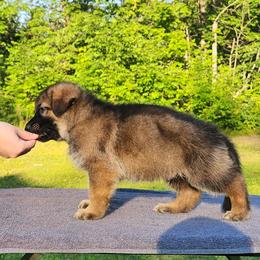 Boy 5 - male German Shepherd puppy in White Cloud, Michigan from Von WestLynn German Shepherds