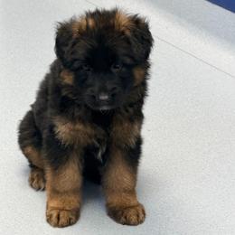 Girl 2- Autumn - Black and red female German Shepherd puppy in Watervliet, Michigan from Von Kingsburg Shepherds