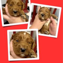 Tucker - Red male Irish Doodle puppy in Bluefield, Virginia from Love on a Leash