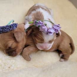 Cavalier King Charles Spaniel puppies from Precious Pooches Cavalier King Charles Spaniels