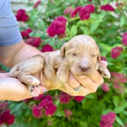 Yankee - Red male Bernedoodle puppy in Midland, Michigan from Northern Charm Farm