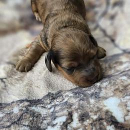 Otter - Dapple male Dachshund puppy in Richburg, New York from Granny's babies