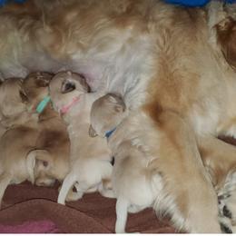 Golden Retriever Puppies from Southern Golden Retrievers