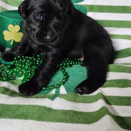 Wednesday - Black female Labrador Retriever puppy in Greenville, Michigan from VK Labradors