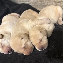 5th Pick of Yellow Male Pups - Yellow male Labrador Retriever puppy in Freeport, Illinois from Rock Hollow Retrievers
