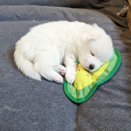 Samoyed Puppies from The Office Pups