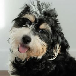 Willow - Bernedoodle