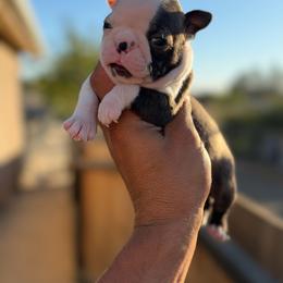 Small male with dot - Black brindle and white male Boston Terrier puppy in Madera Acres, California from Muggin Bostons Terriers and Mini Dachshund