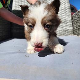 Ruby - Panda female German Shepherd puppy in Los Lunas, New Mexico from Mali's German Shepherds LLC
