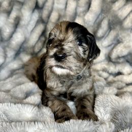 Aussiedoodle, Labradoodle, and Sheepadoodle Puppies from Boxcar Doodles and Poodles
