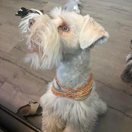 Syd - Miniature Schnauzer