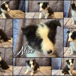 Shetland Sheepdog Puppies from Henotic Homestead's Shetland Sheepdogs