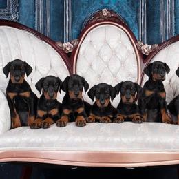 Doberman Pinscher puppies from Lorelei Legends