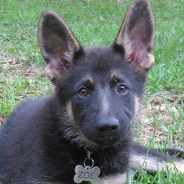 German Shepherds from Guardian Breeders