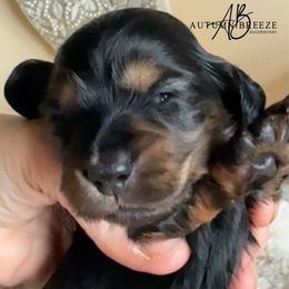 Holiday - Black and tan female Dachshund puppy in Clever, Missouri from Autumn Breeze Dachshunds