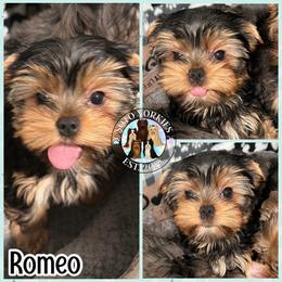 Romeo - Black and tan male Yorkshire Terrier puppy in London, Kentucky from Soto Yorkies