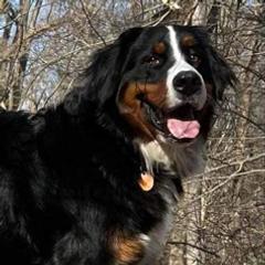 Cora - Bernese Mountain Dog