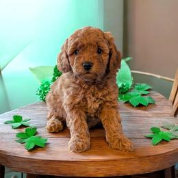 Janet - Red female Cockapoo puppy in Sparta, Missouri from Sis' Doodles & Poodles