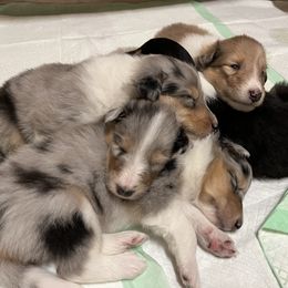 Collie Puppies from Cranford Collies
