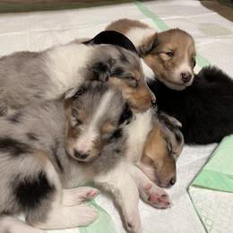 Collie Puppies from Cranford Collies