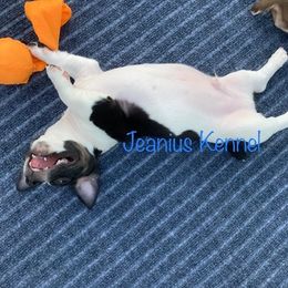 Teddy Roosevelt Terrier Puppies from Jeanius Kennel
