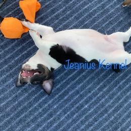 Teddy Roosevelt Terrier Puppies from Jeanius Kennel