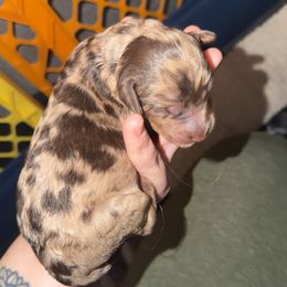Maxine - Merle female Goldendoodle puppy in Eureka, California from North Coast Doodles